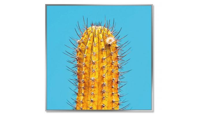 Cacti Picture (Yellow)